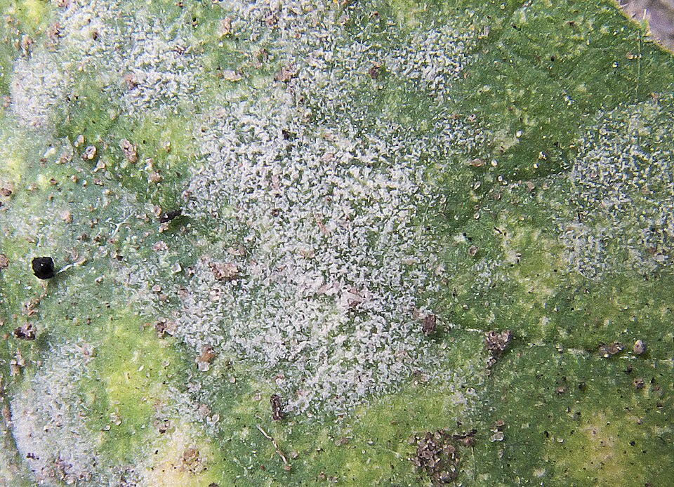 Powdery mildew of cucurbits — Close-up — dusty white fungal growth on the leaf surface