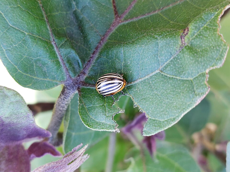 Colorado potato beetle — Colorado beetle on an aubergine leaf with a chewed leaf edge