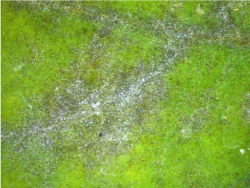 Powdery mildew — Leaf surface close-up — thin, whitish fungal growth