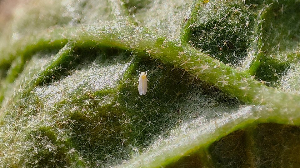 Glasshouse whitefly — Underside of an aubergine leaf — adult whitefly among the hairs