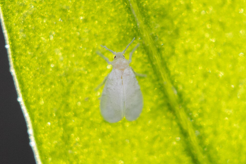Glasshouse whitefly — Adult whitefly close-up — white, wax-dusted insect