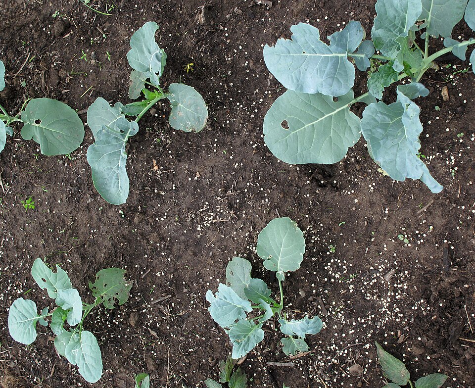 Slugs — Young plants with irregular holes chewed by slugs