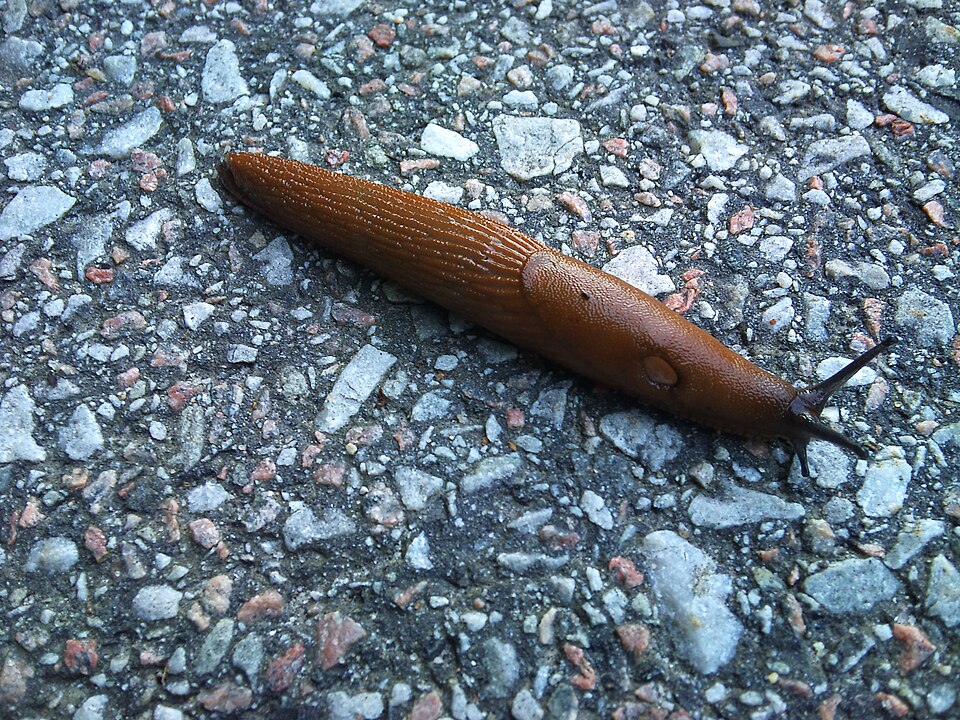 Slugs — Spanish slug — adult slug, the cause of the damage