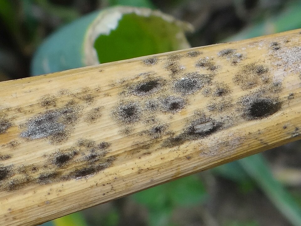 Neck rot — Onion scale — grey-black clusters of spores and small sclerotia