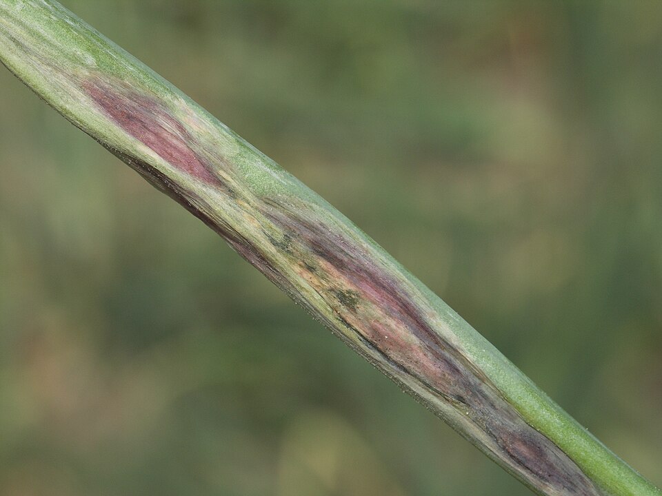 Alternáriová skvrnitost cibule — Skvrna zblízka — zonace a propadlé odumírající pletivo