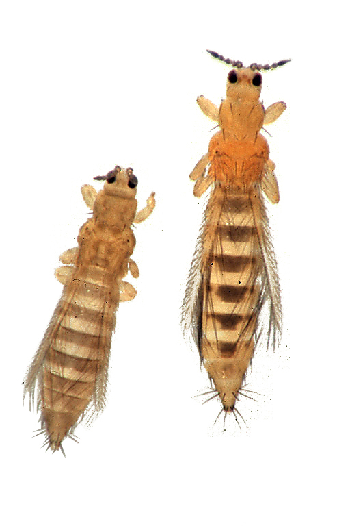 Onion thrips — Thrips close-up — elongated, yellow-brown insects a few millimetres long