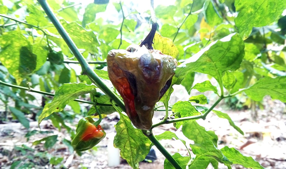 Antracnosi — Frutto sulla pianta — marciume acquoso e infossato con una patina più chiara