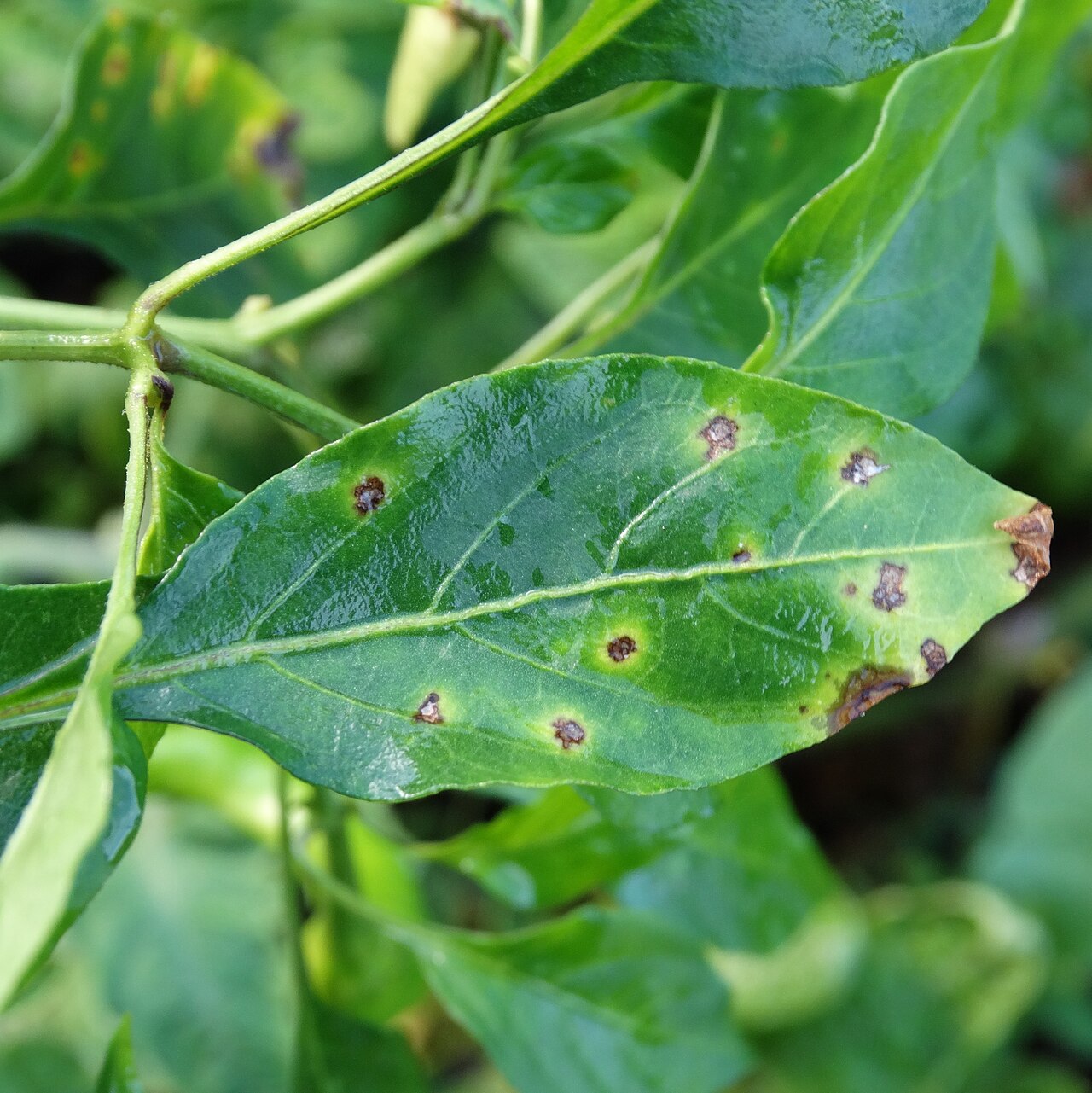Maculatura batterica — Foglia — piccole macchie brune con alone giallo, alcune secche da parte a parte