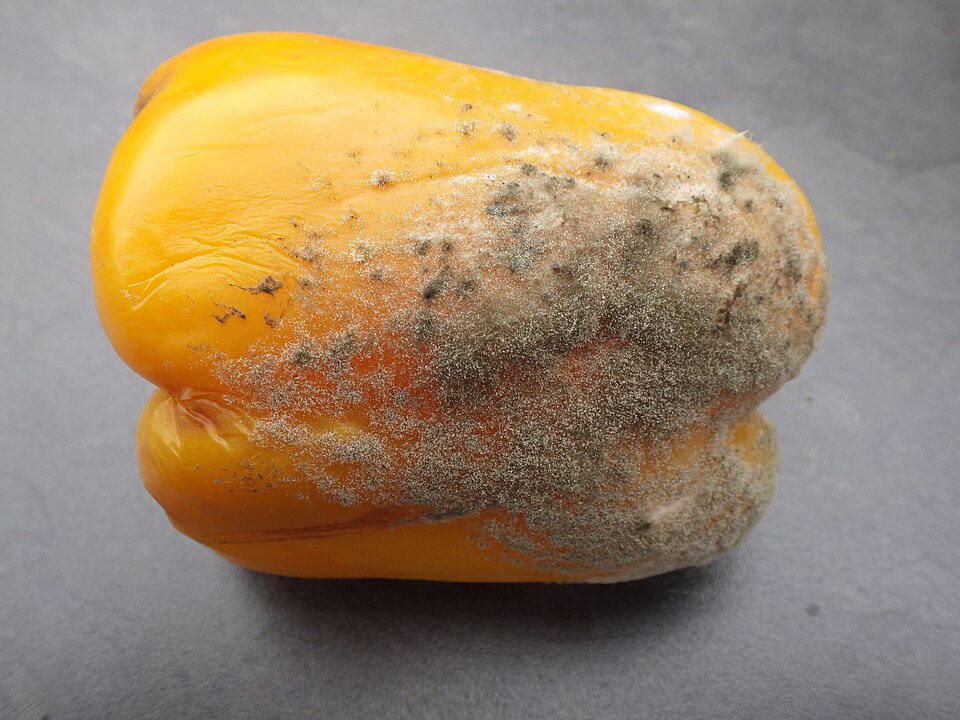 Muffa grigia — Frutto — strato grigio e polveroso di spore sul tessuto marcio