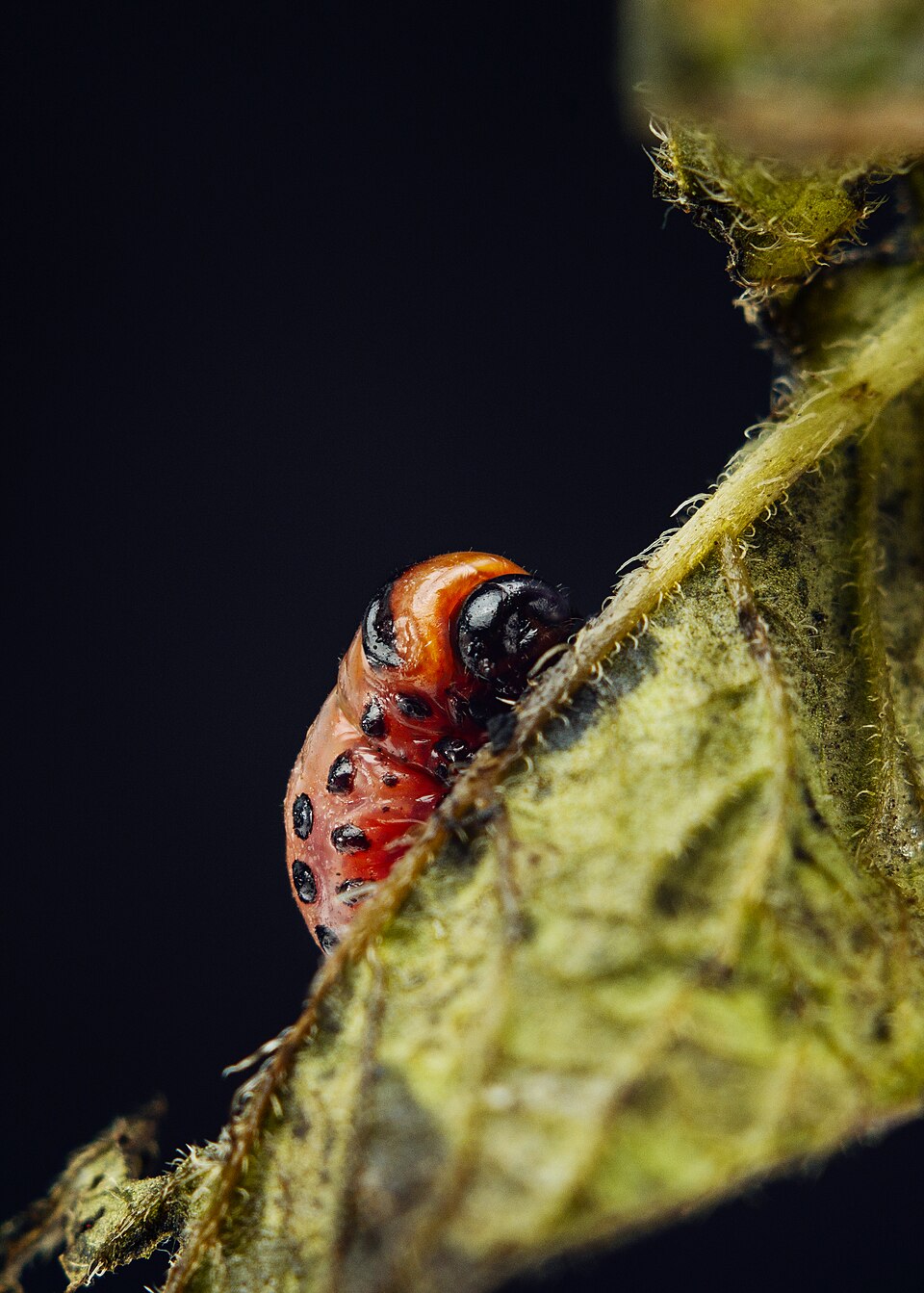 Mandelinka bramborová — Larva — červenooranžová, s černými tečkami po stranách