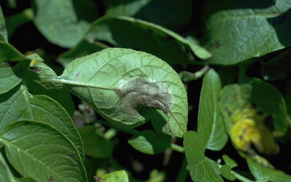 Peronospora della patata — Foglia in campo — macchia con margine più chiaro e sporulante