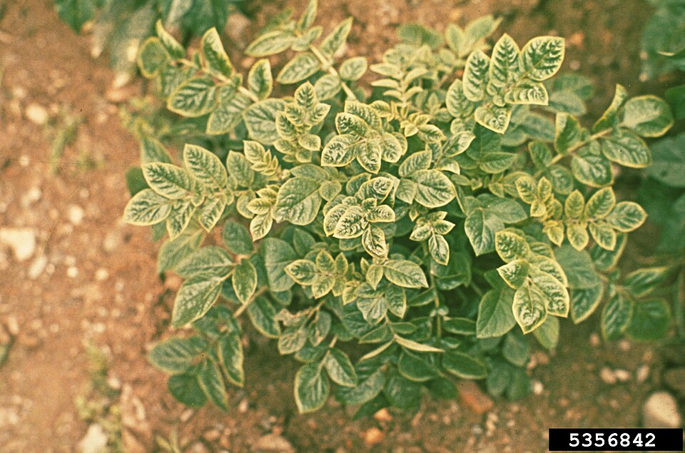 Potato leafroll virus — Plant — yellowing leaves with margins rolled upwards