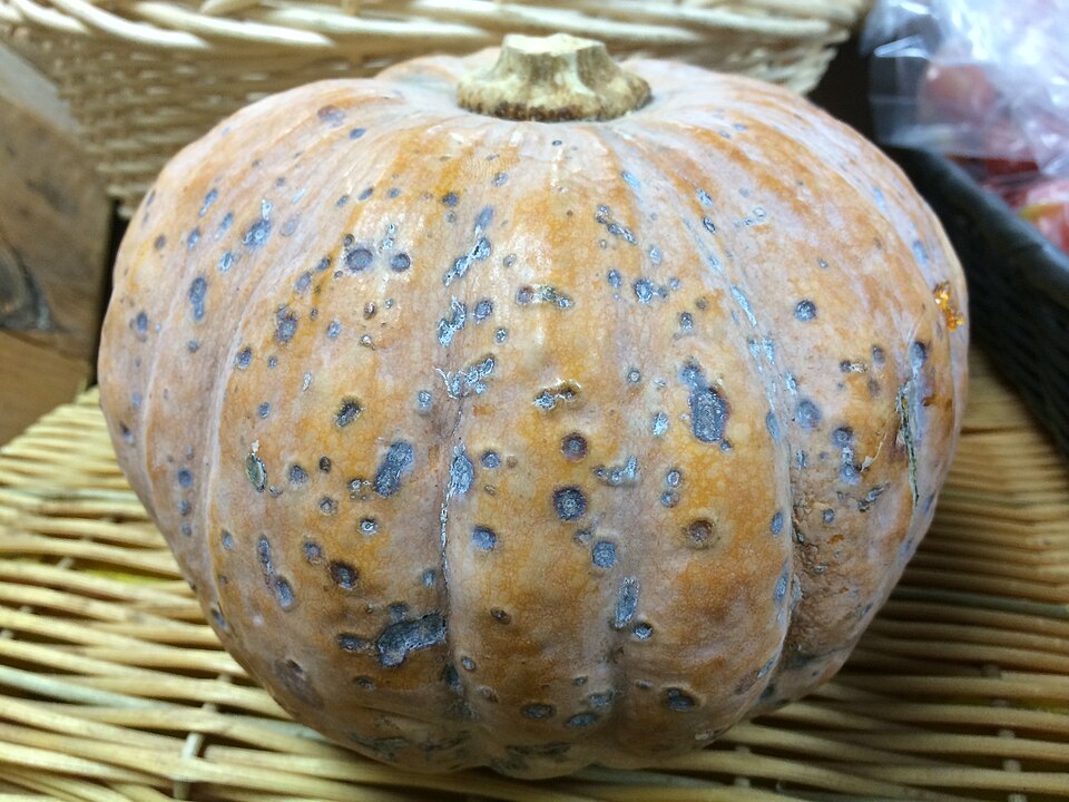 Anthracnose — Fruit — many sunken, dark spots on the skin