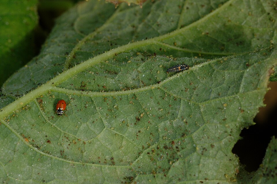Aphids — Underside of a leaf — aphid colony with a ladybird and its larva