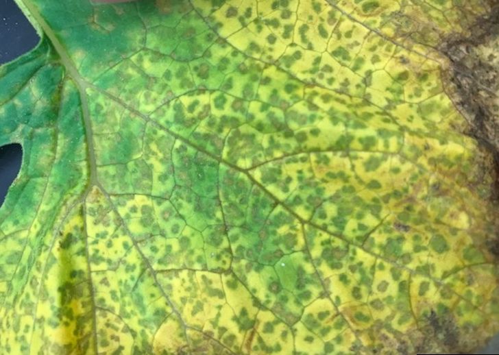 Mildiu — Hoja — manchas amarillas angulosas delimitadas por los nervios, con puntos marrones