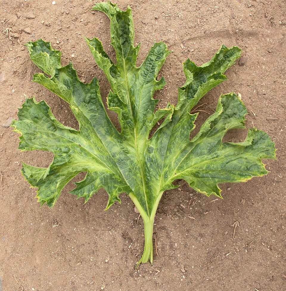 Mosaic viruses — Leaf — mosaic clearing and distorted, ragged margins