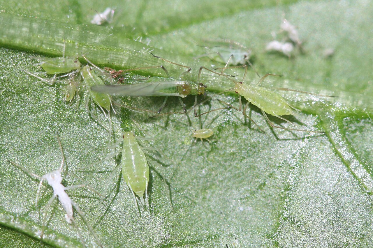 Pulgones — Colonia de pulgones en una hoja — individuos ápteros y alados