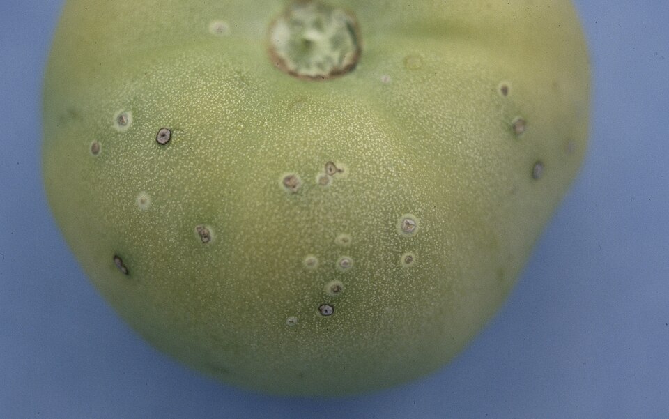 Bacterial canker of tomato — Fruit — small spots with a pale halo, known as bird's-eye spots