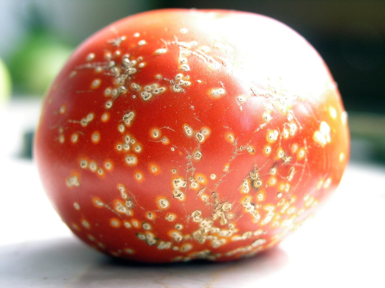 Bacterial canker of tomato — Ripe fruit — bird's-eye spots with a pale halo