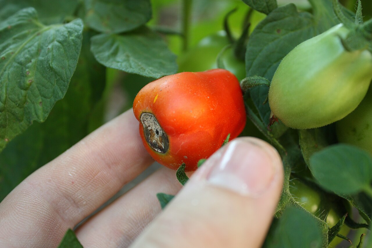Marciume apicale del pomodoro — Frutto maturo — macchia secca e coriacea all'apice