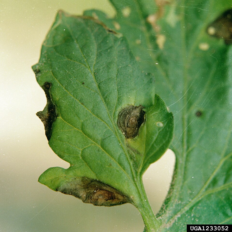 Alternariosis — Hoja — manchas con anillos concéntricos