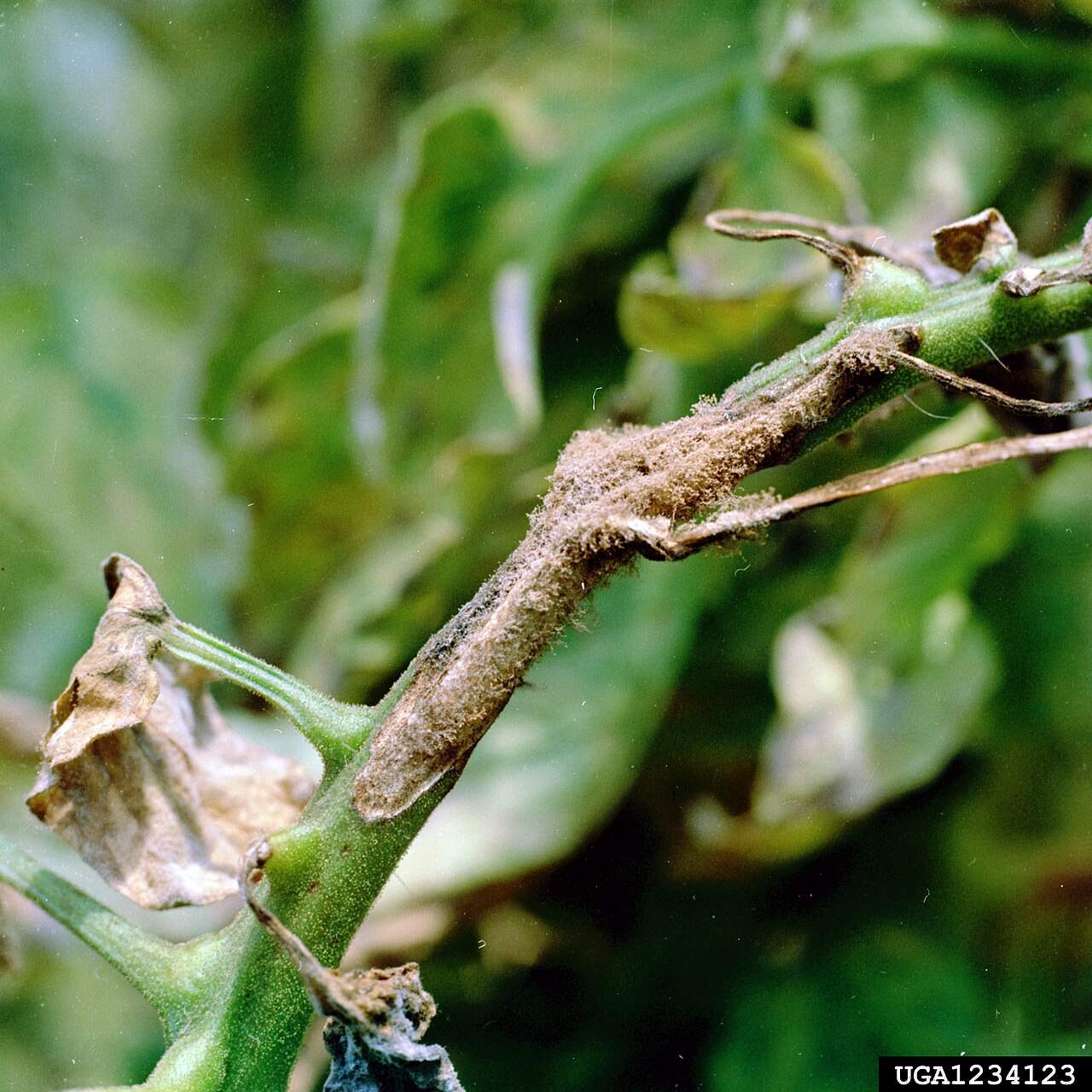 Early blight — Stem — brown lesion covered in spores