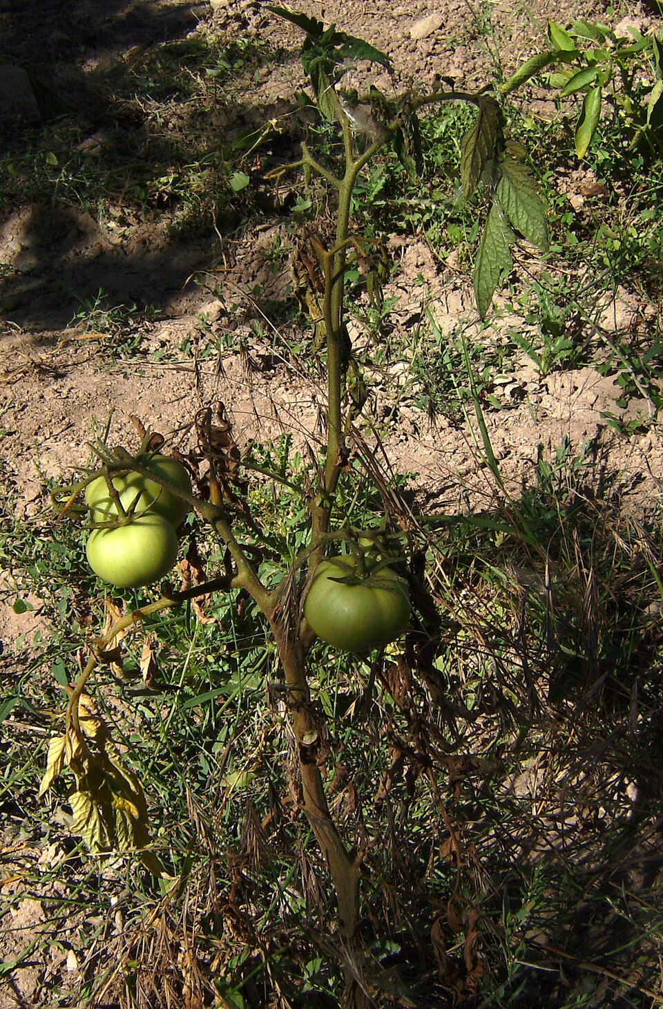 Fusarium wilt — Whole plant — leaves dried up from the bottom while the fruits are still green