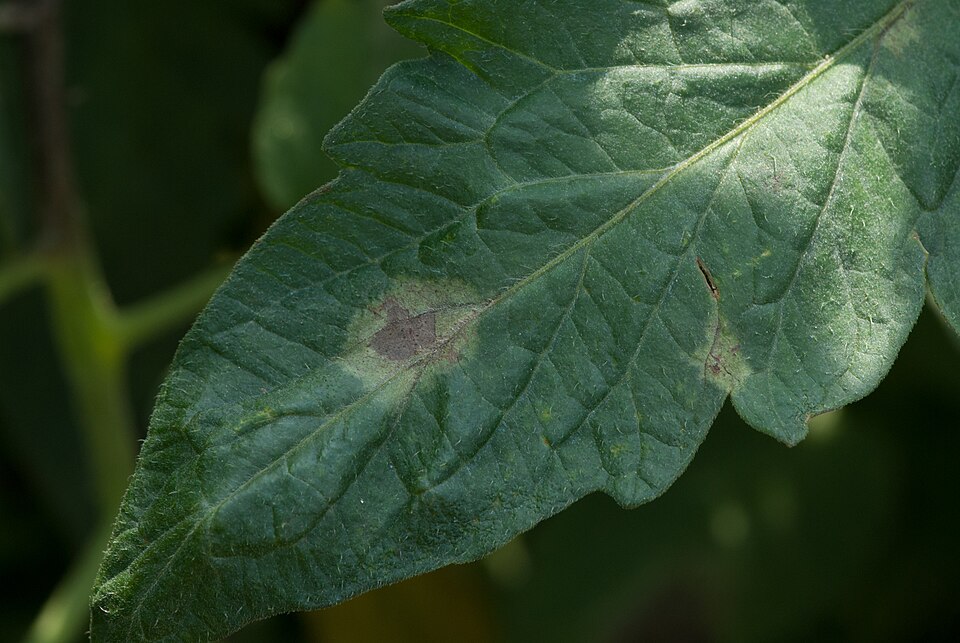 Late blight — Early stage — a single grey-green patch on the leaf blade
