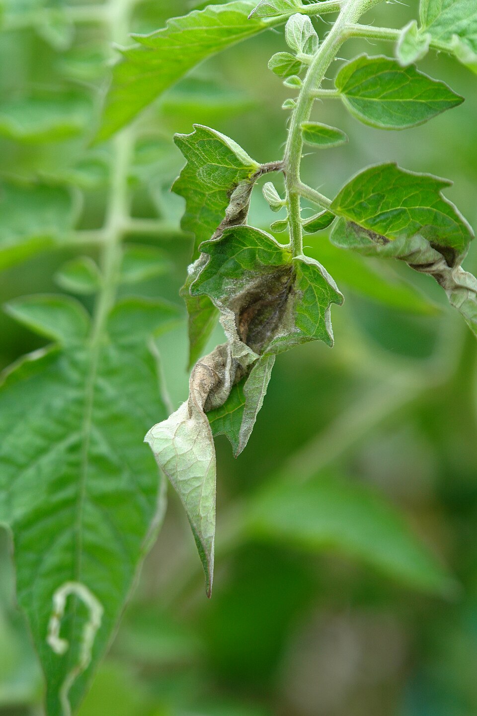 Late blight — Shoot — curling, browning leaves with grey mould