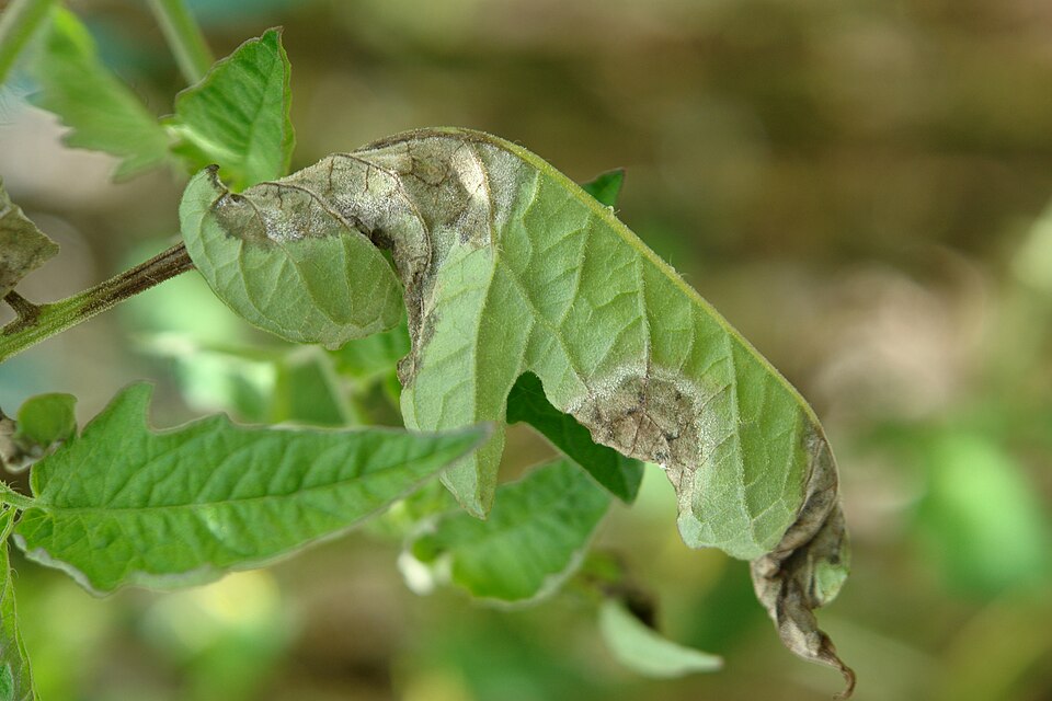 Late blight — Leaf — patch of rot with a paler, sporulating margin