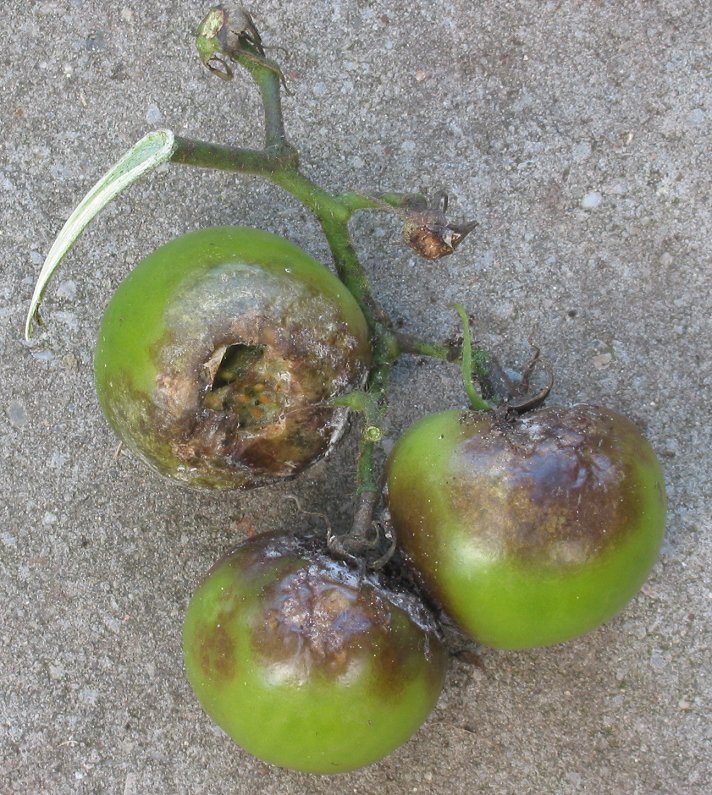 Late blight — Fruits — firm, brown patches of rot on green tomatoes