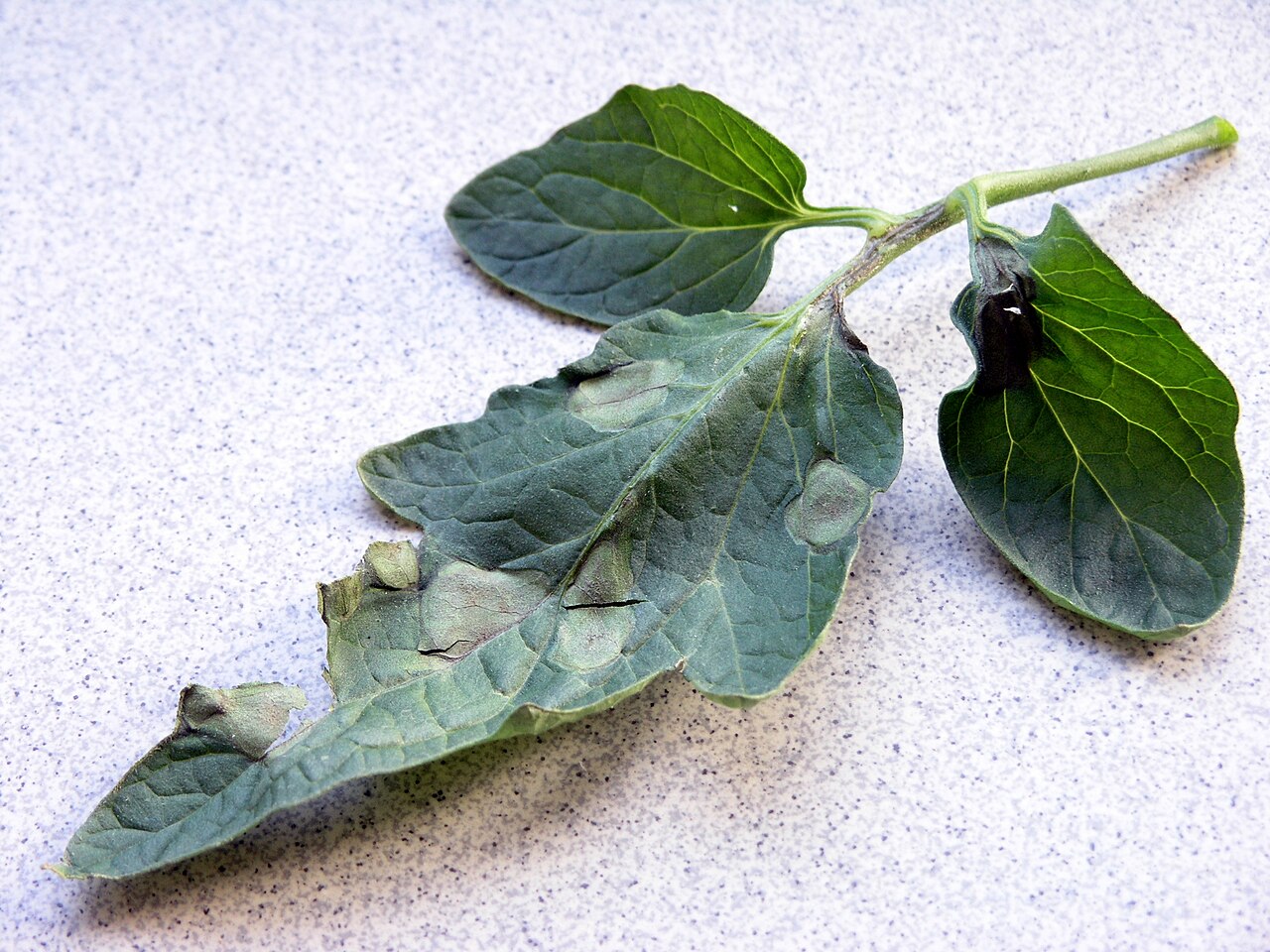 Late blight — Leaf — greasy grey-green patches with white mould underneath