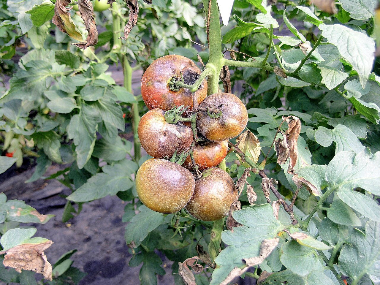 Late blight — Truss — brown rot of the fruits and dying leaves