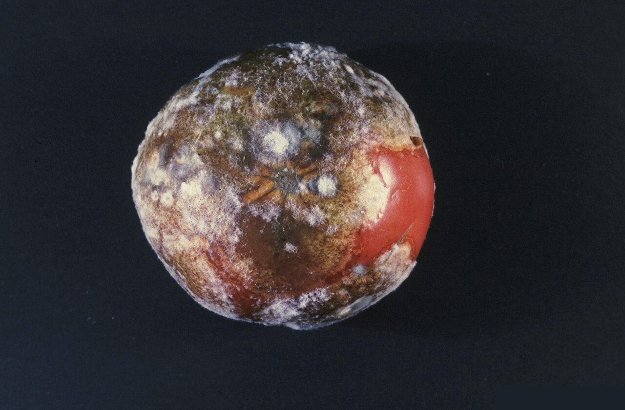 Late blight — Fruit — advanced rot covered in white mycelium