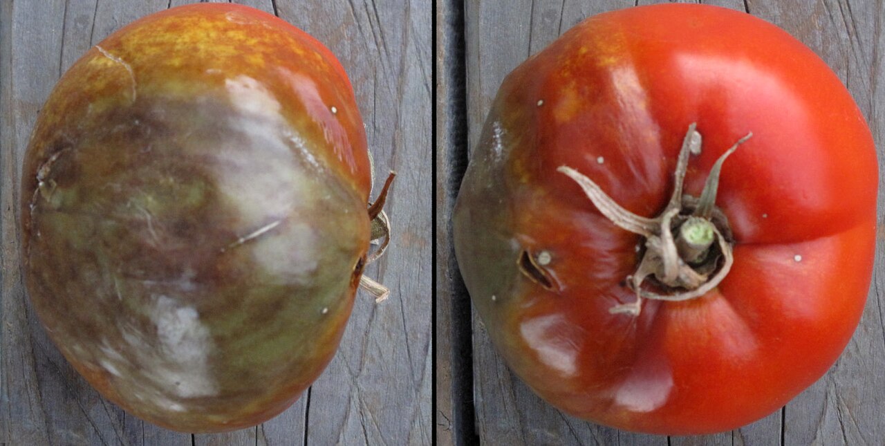 Late blight — Fruit — greasy brown-green patch (two views)