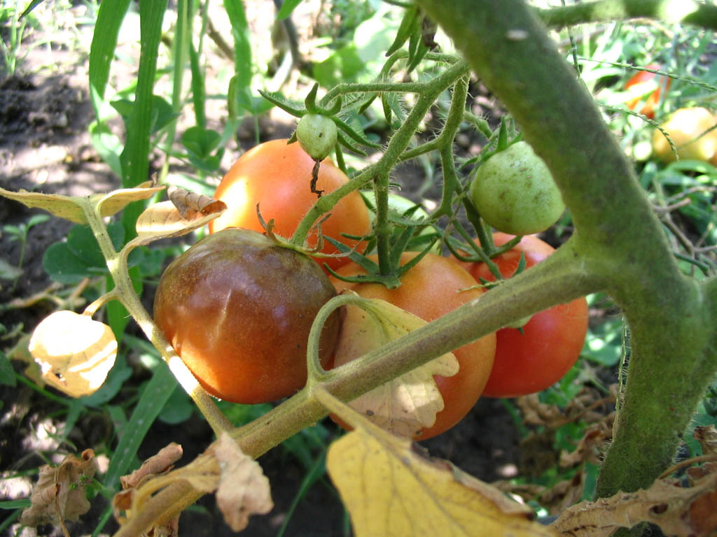 Late blight — Fruit on the plant — dark brown patch of rot
