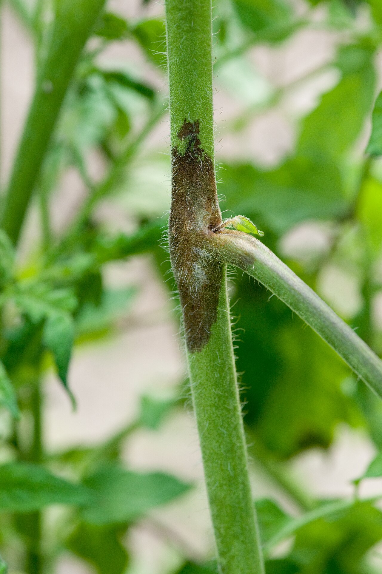 Late blight — Stem — dark brown rot girdling the shoot