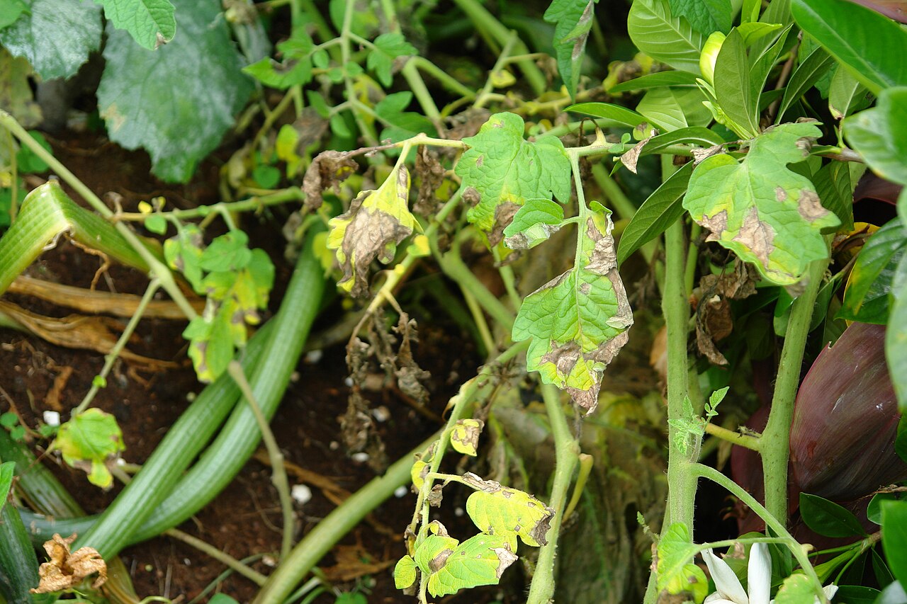 Late blight — Leaves — extensive brown necrosis with yellowing