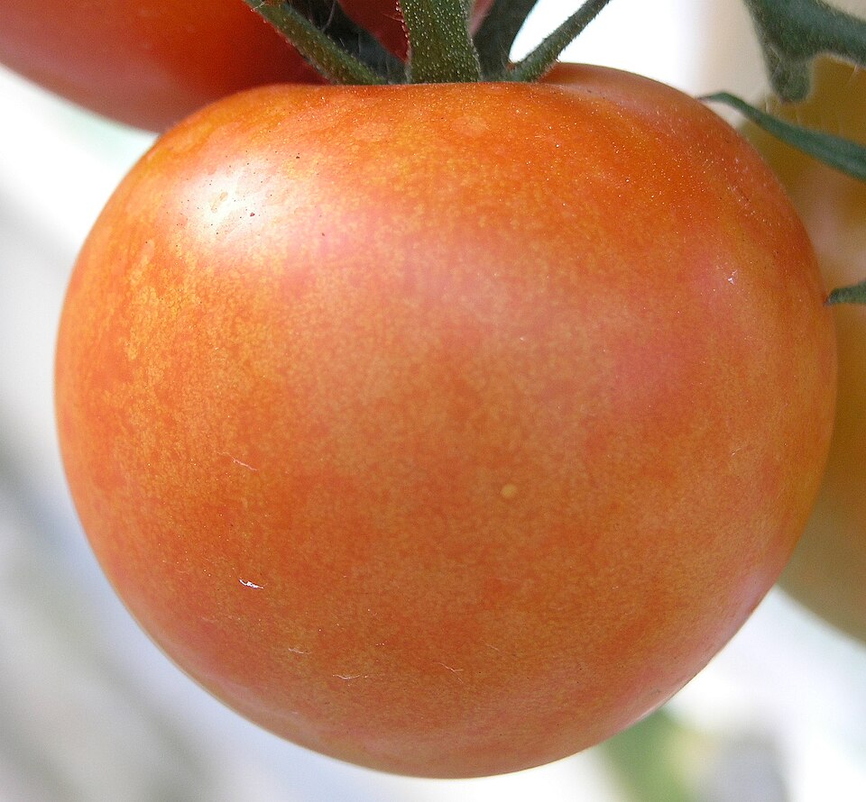 Mozaikový virus pepino — Plod — nerovnoměrné vybarvení, žlutooranžové mramorování