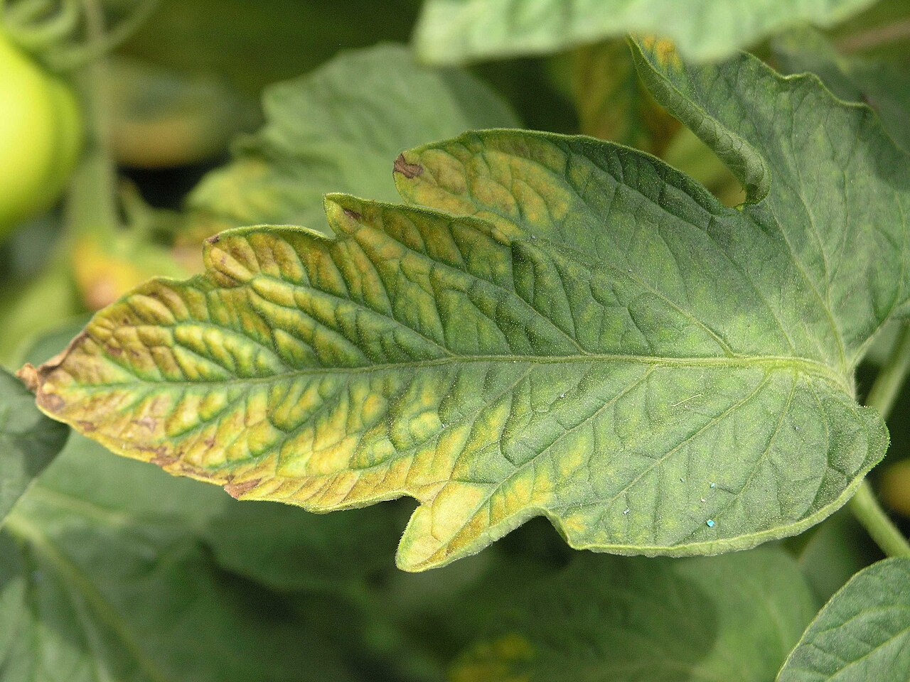 Potassium deficiency — Leaf — yellowing and browning margins on older leaves