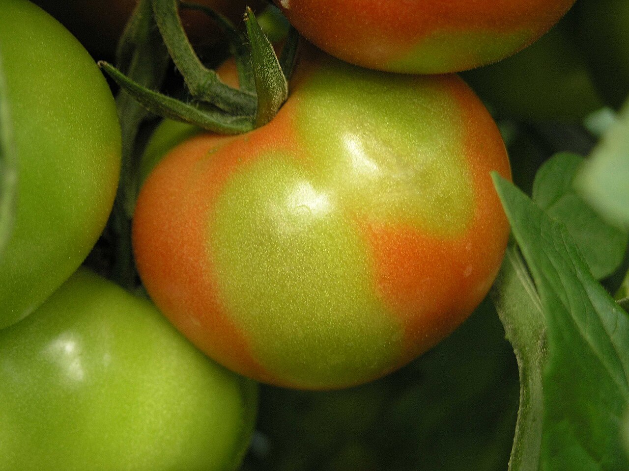Potassium deficiency — Fruit — uneven ripening, green-yellow blotches