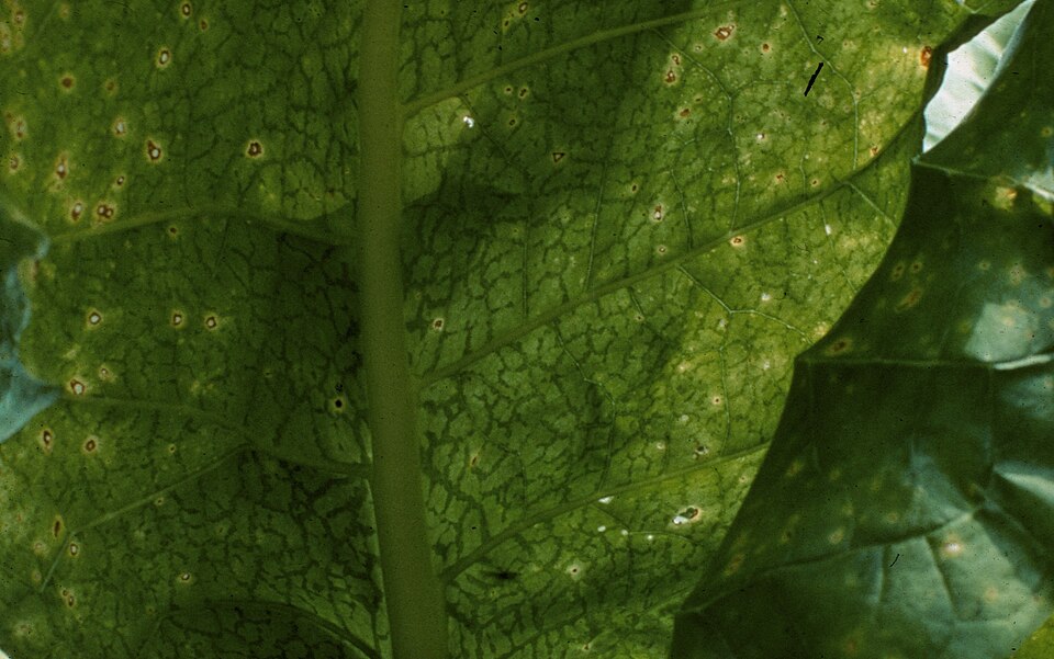 Potato virus Y on tomato — Leaf — ring spots and mosaic along the veins (PVY symptoms)