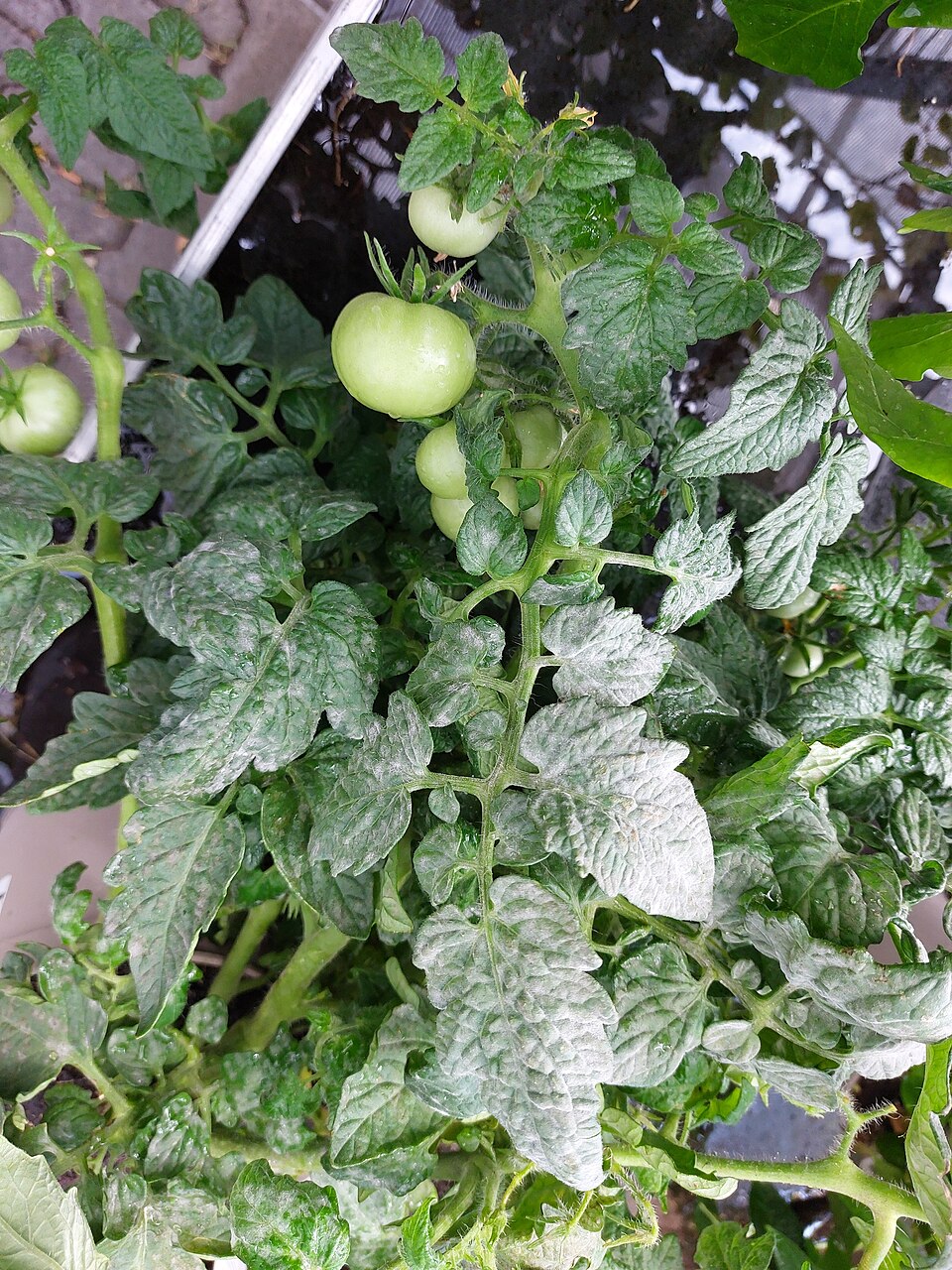 Powdery mildew — Whole plant — mildew on the leaves around the set fruits