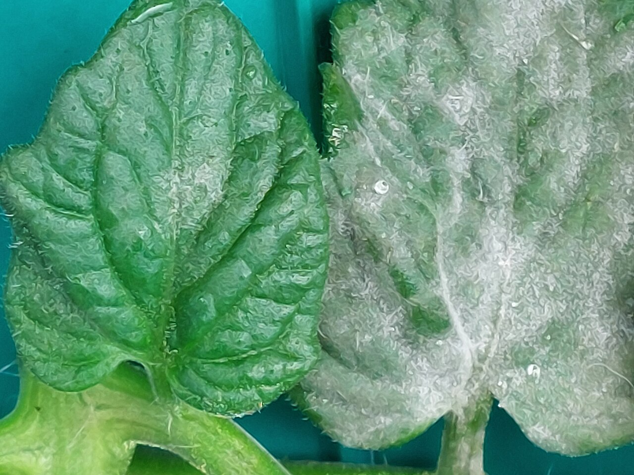 Powdery mildew — Leaves side by side — one healthy, one covered in white growth