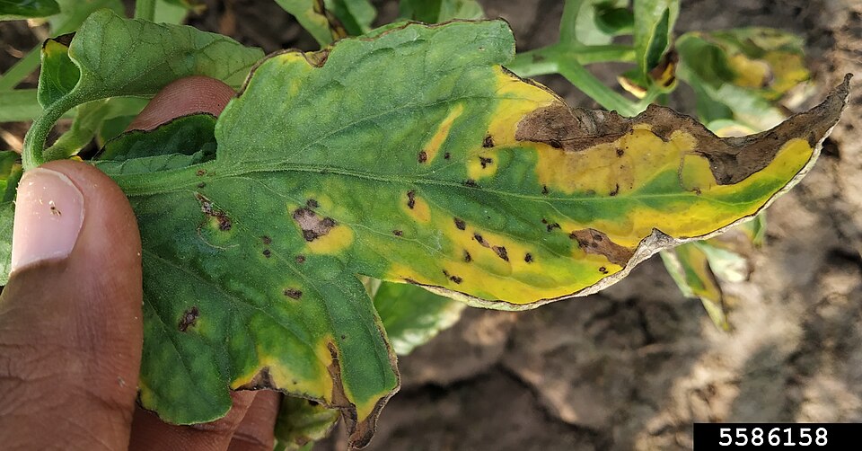 Septoria leaf spot — Leaf — small dark spots with yellowing of the blade between them
