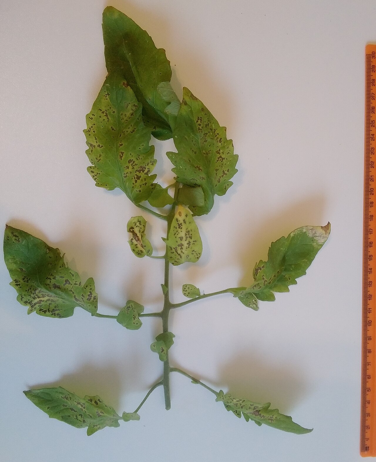 Septoria leaf spot — Whole leaf — many small spots with a dark margin
