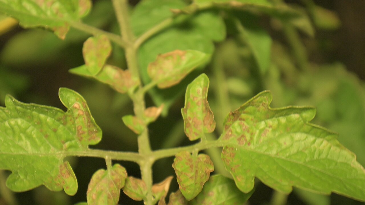 Septoria leaf spot — Leaves — brown spots merging into larger necrotic patches