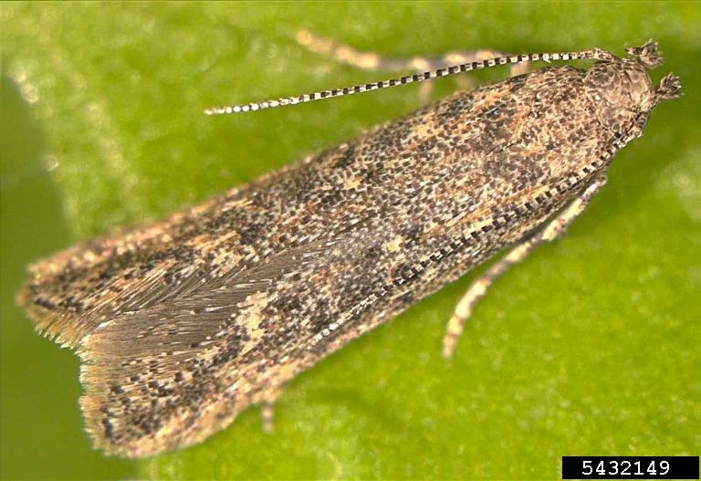 Tomato leafminer — Adult tomato leafminer moth — grey-brown, about 6 mm