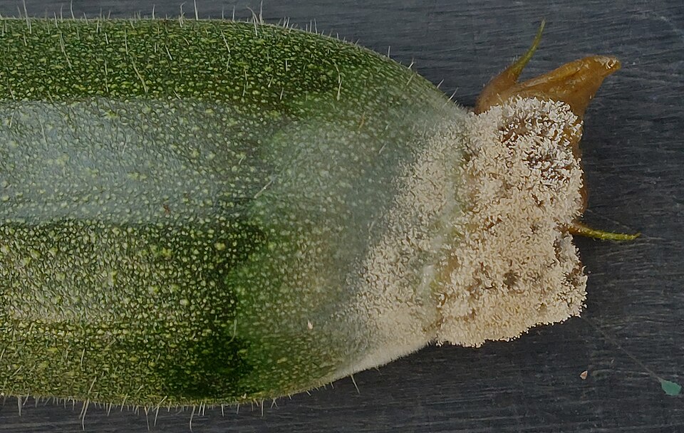 Gray mold — Fruit tip — dense, beige-grey layer of spores