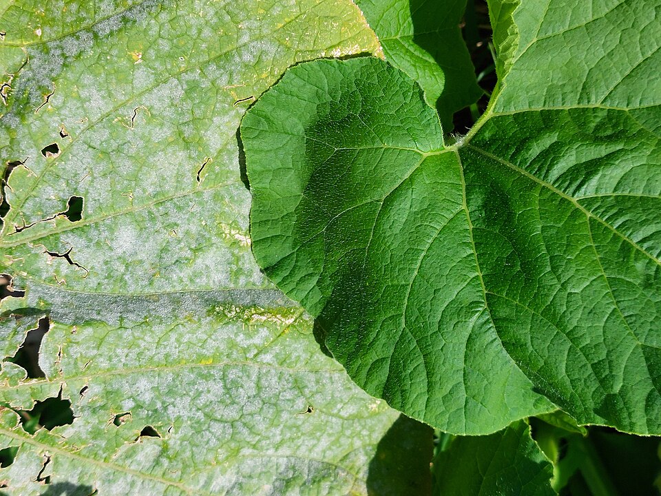 Powdery mildew — Leaf covered in white, powdery growth next to a healthy leaf